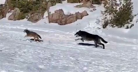 Watch Wolf In Hot Pursuit Of A Coyote Sprints Straight Past Fisherman