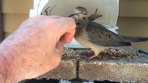 Another Mourning Dove Day 4 Week Old Squab Learning The Ropes Youtube