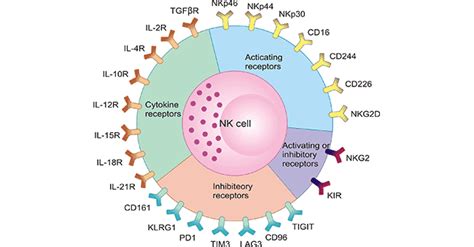 What Are Nk Natural Killer Cell Cell Receptors Cusabio