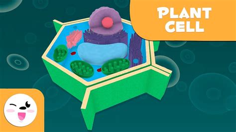 Check spelling or type a new query. The plant cell and its parts - Natural Science ...