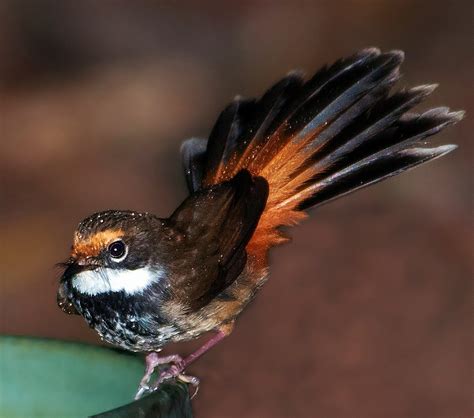 Birds Of The World Rufous Fantail