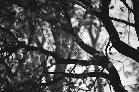 Free Images Tree Nature Forest Branch Winter Light Black And