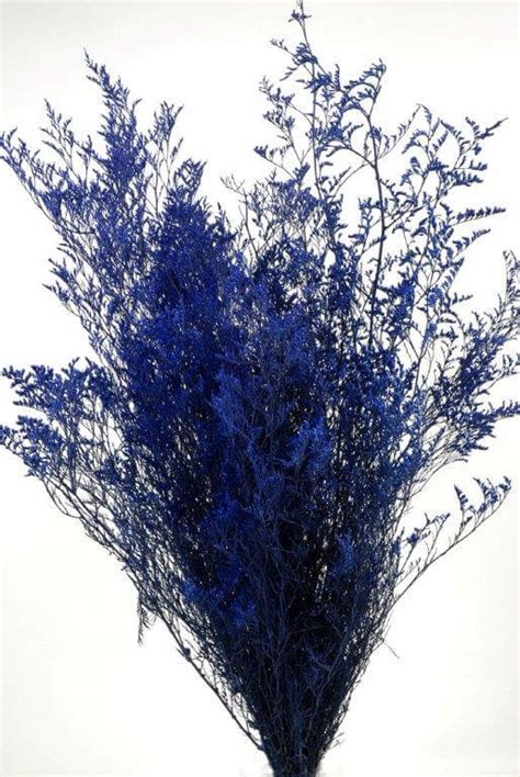 Preserved Dyed Caspia 8 oz.Cobalt Blue