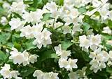 Photos of Picture Of Jasmine Flower