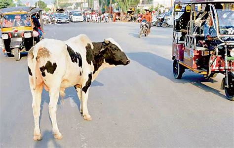 Stray Cattle Menace Irks Patiala Residents The Tribune India