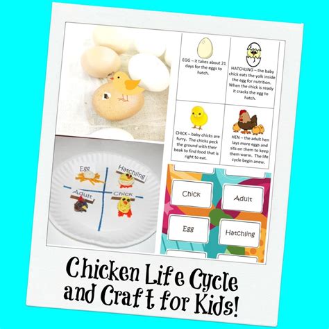 Chicken Life Cycle And A Paper Plate Craft For Kids Wikki Stix