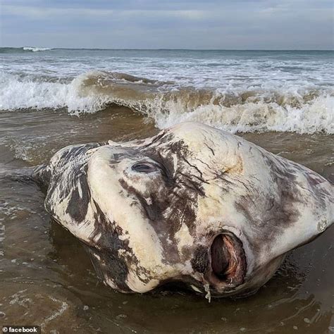 Worlds Biggest And Rarest Sea Creatures Washes Up On An Australian Beach
