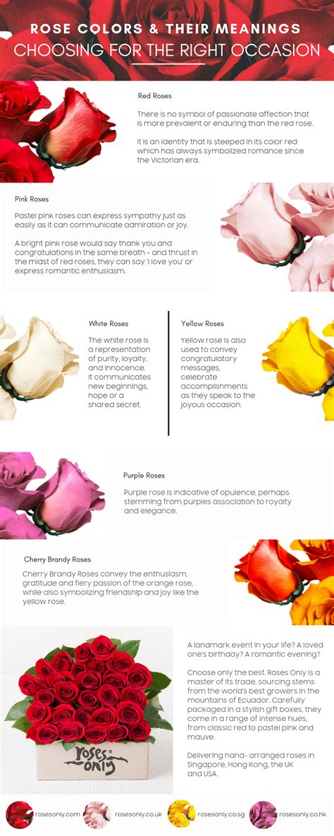 Rose Colors And Their Meanings Your Ultimate Guide 247 Moms Rose