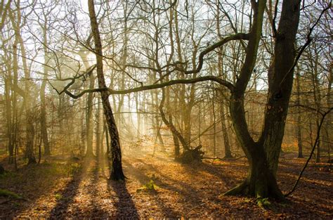 Immagini Belle Albero Natura Selvaggia Ramo Inverno Crescita