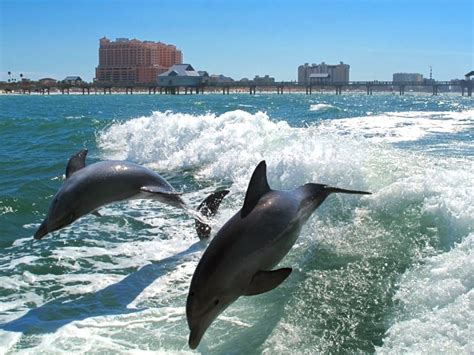 National Dolphin Day Sunset Mobile Home Sales