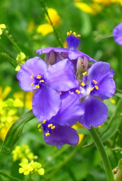 'rising sun' 'ruby falls' red/burgundy heart shaped leaves 'tennessee pink' true pink flowers 'texas white' white flowers 'vanilla twist' var. Purple Wart a common wildflower in the Texas Hill Country