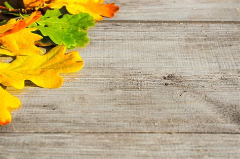 Autumn Leaves On A Table Stock Image Image Of Autumn 92452851
