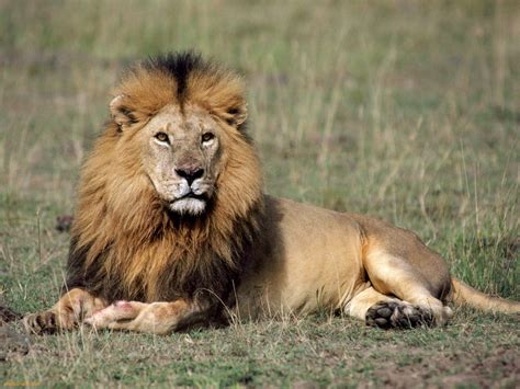 About Wild Animals Lion Adaptations Of African Lions