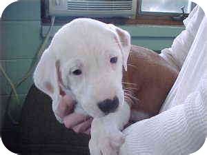 Blossom | Adopted Puppy | Rochester Hills, MI | Golden ...