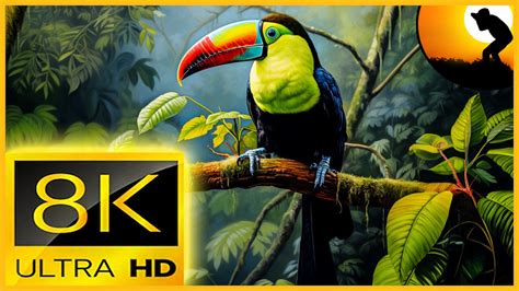 8k Video Ultra Hd 120fps Nature Relaxation Video Wildlife Animals And