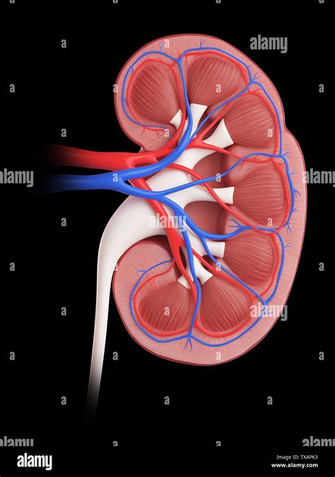 3d Rendered Medically Accurate Illustration Of A Kidney Cross Section