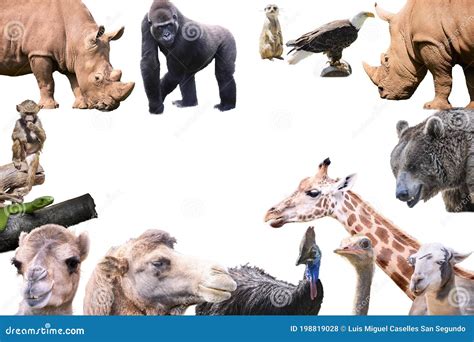 A Large Group Of Wild Animals From The Zoo On A White Background Stock