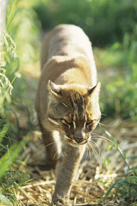 Rare Golden Cat Spotted In Nw China Cgtn