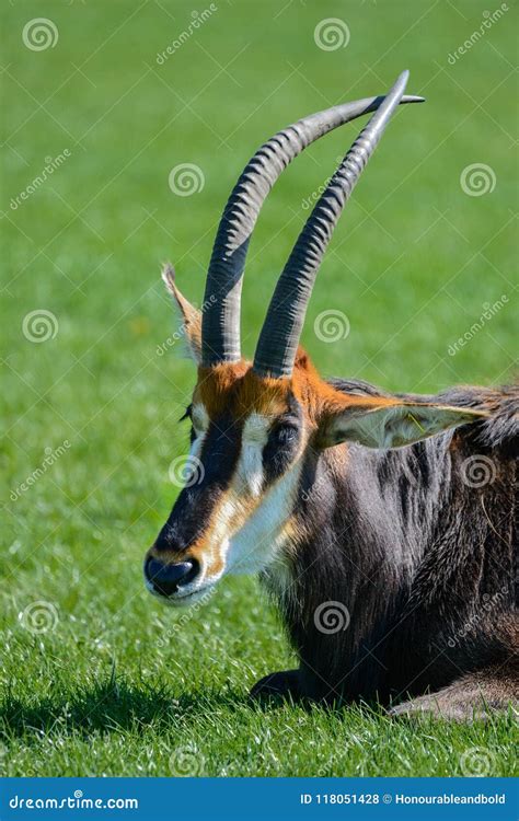 Beautiful Sable Antelope Hippotragus Niger In Summer Sun Stock Photo