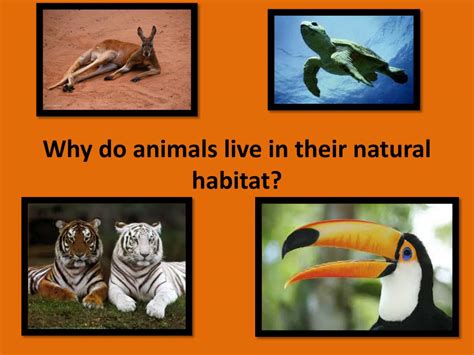 Ppt Why Do Animals Live In Their Natural Habitat Powerpoint