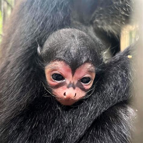 Baby Spider Monkey With Unique Batman Marking On Its Face Born At