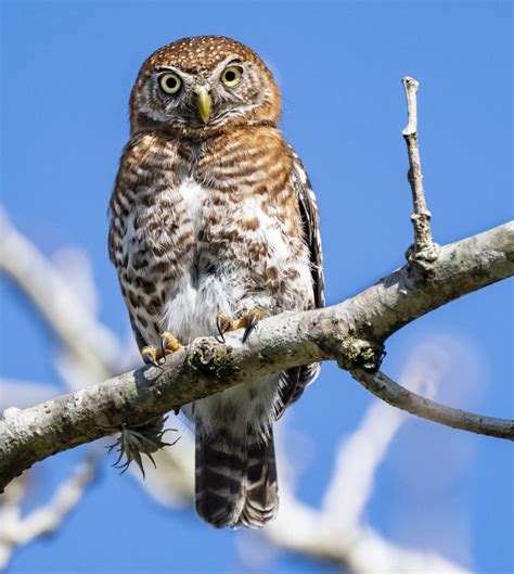 Cuban Pygmy Owl Owl Bird Of Prey