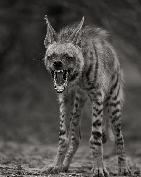 A Black And White Photo Of A Hyena With Its Mouth Wide Open Showing Teeth
