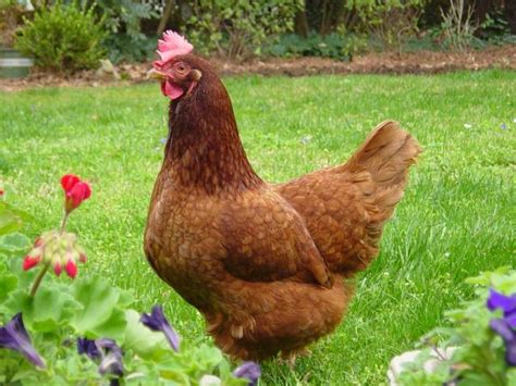 Best feed for egg laying chickens. Chicken Breeds Ideal for Backyard Pets and Eggs | HGTV