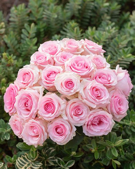 Nena Light Pink Rose Rosas Del Corazón