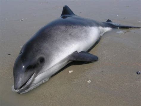 Harbor Porpoise Information And Picture Sea Animals