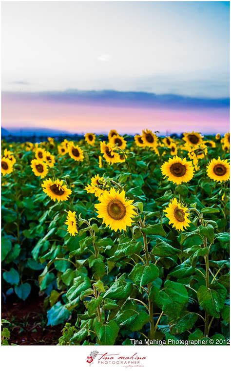 Sunflower Field Waialua Hawaii Tina Mahina Photographer © 2014