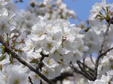 Tree branch with cherry blossom isolated on white background., and discover more than 9 million professional stock photos on freepik. Types of Ornamental Cherry Trees | HGTV