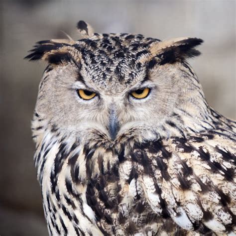 Owl Portrait Stock Photo Image Of Strict Face Nature 70211078