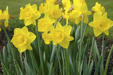 Growing Daffodils Growing Guides Daltons