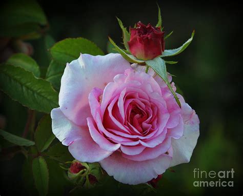 The Pink Rose Of Late Spring Photograph By Dora Sofia Caputo Pixels