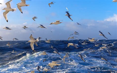 Many Birds Seagulls Blue Sea Ocean Water Waves Wallpaper Animals