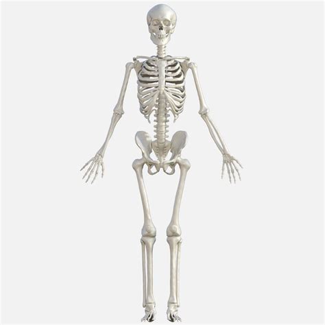 Human Skeleton 3d Model By Rootin
