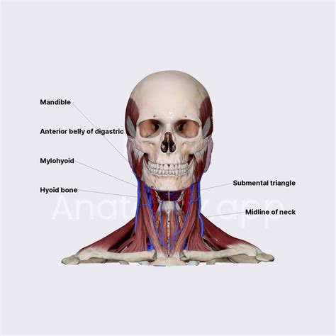 Submental Triangle Triangles Of The Neck Head And Neck Anatomy