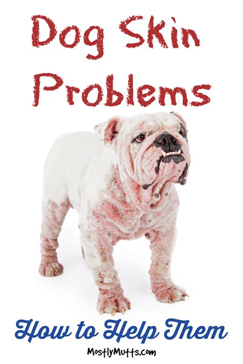 Common Dog Skin Problems And How To Help Them Mostly Mutts Dog Skin