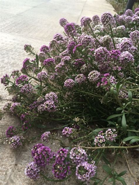 The light red calyces twining. Backyard light purple flowers | Purple flowers, Backyard ...