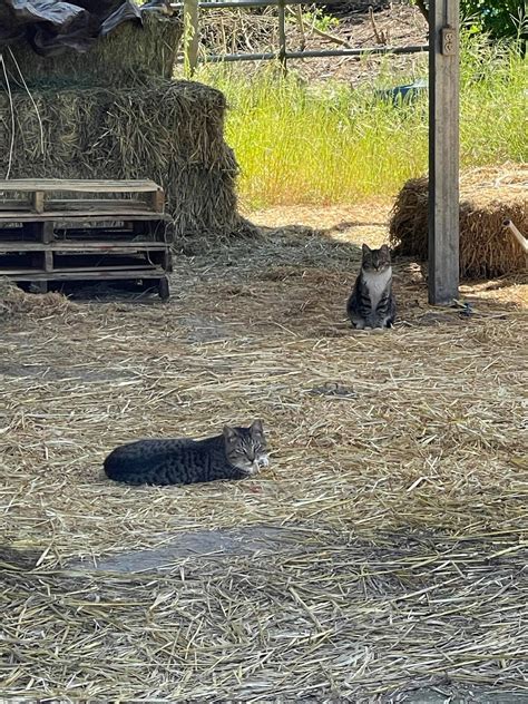 Barn Cat Program Santa Cruz County Animal Shelter