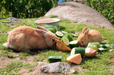 Si quieres descubrir qué come un conejo, ¡estás en el sitio indicado! Conejos comiendo :: Imágenes y fotos