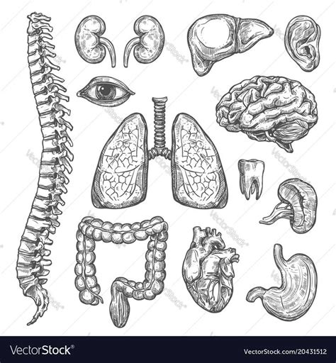 Human Body Organs Anatomy Sketch Icons Of Heart Brain Or Lungs And