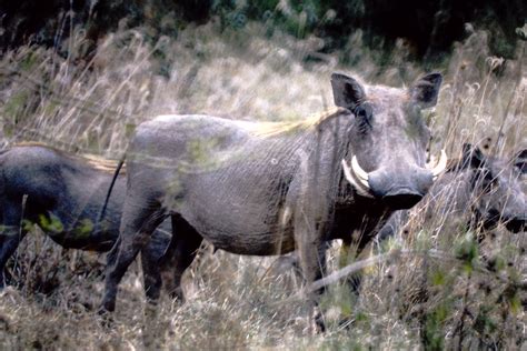 Phacochoerus Africanus Massaicus Central African Warthog Flickr