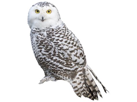 White Owl Png Transparent Image