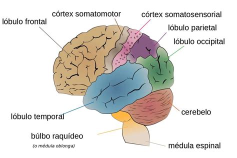 El Cerebro Y Sus Funciones Anatomia Del Cerebro Humano Cerebro Porn