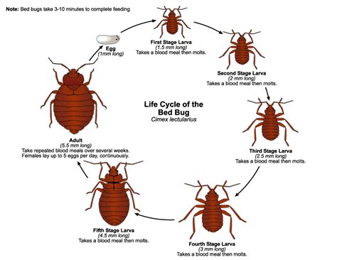 Managing Bed Bugs Tips For Elimination And Prevention Pestconsultant