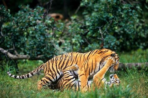 Tigers Mating Mating In Animal World Pinterest Tigers