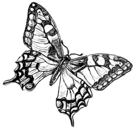 An amazing butterfly drawing starts with one simple line. Butterfly Simple Drawing at GetDrawings | Free download
