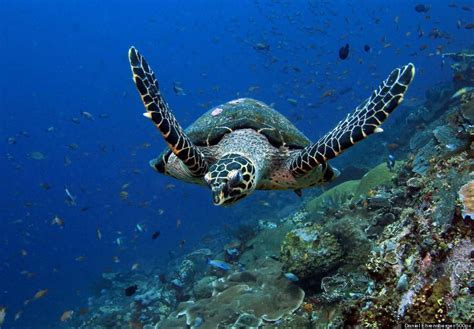 Hawksbill Sea Turtles Preserving A Critically Endangered Species